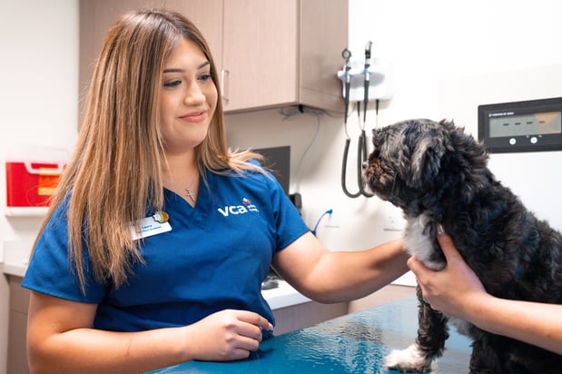 Images VCA Veterinary Hospital of Leon Springs