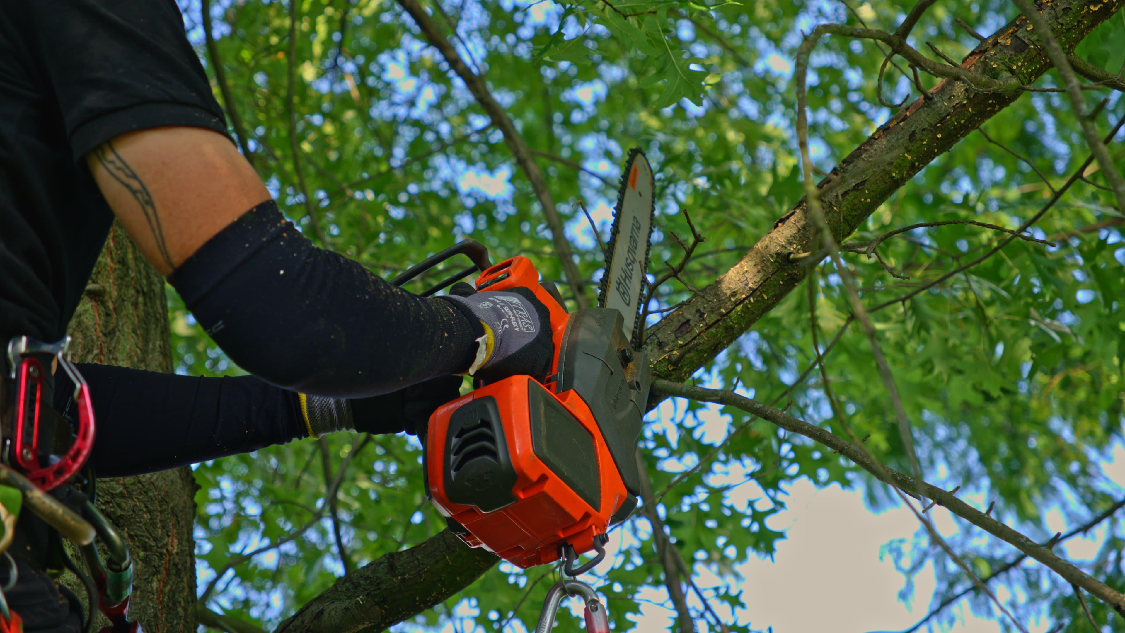 Bild 5 GreenTeam Gartenpflege und Gestaltung Köln in Köln