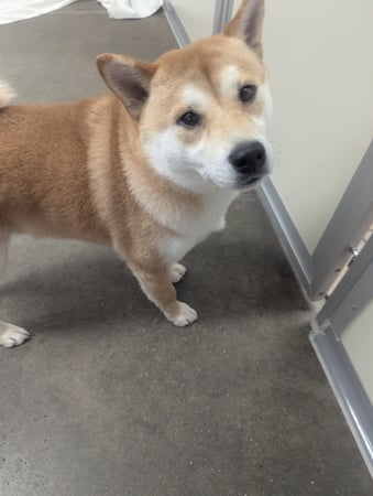 Images VCA Avondale Veterinary Hospital