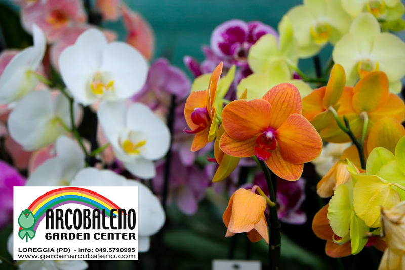 Images Arcobaleno Garden