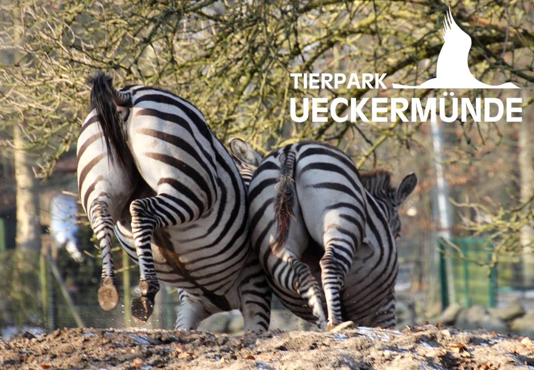Zebras im Tierpark Ueckermünde