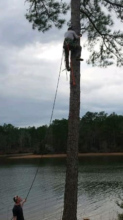 Images Tree Removal and Landscaping