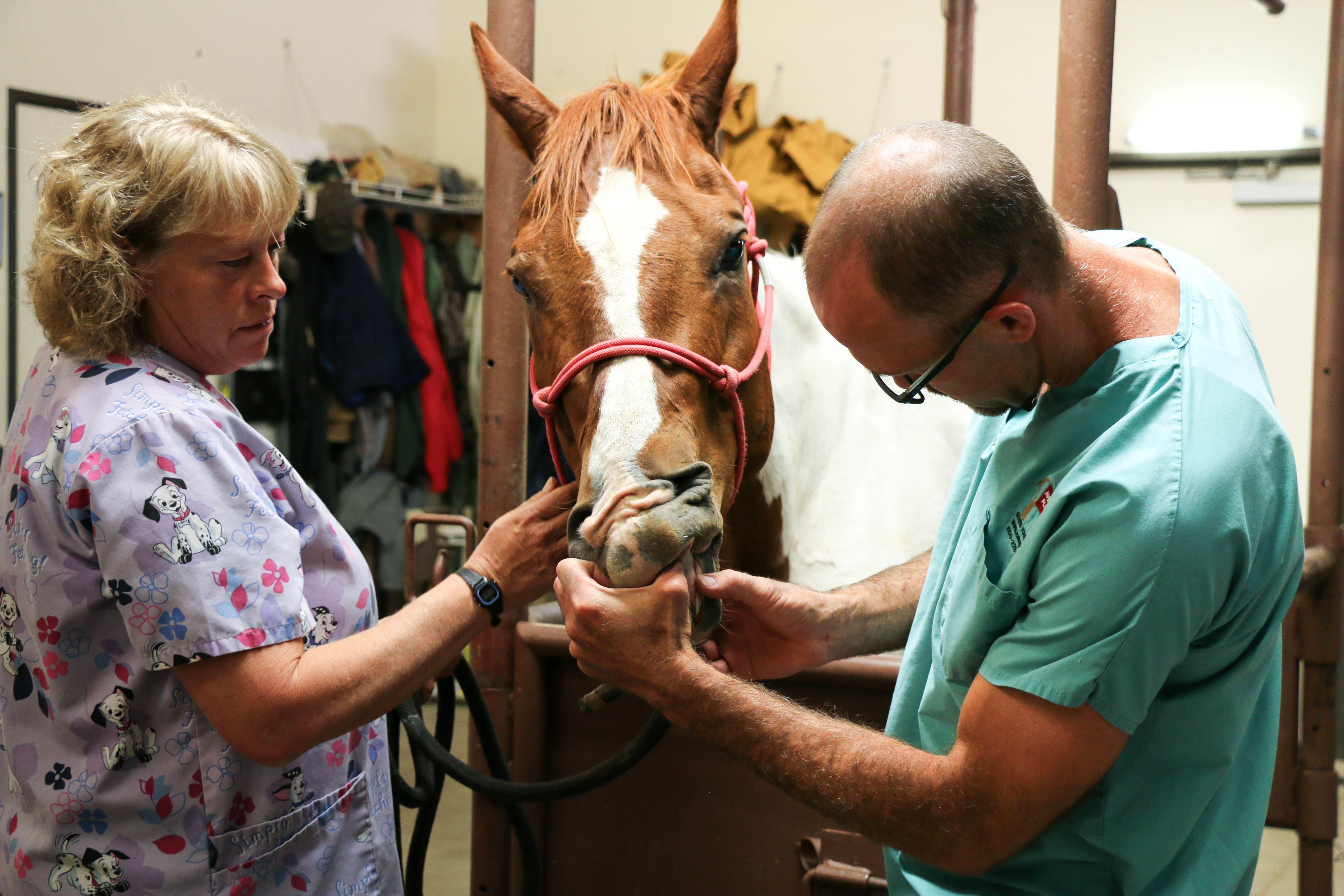 Fourmile Veterinary Clinic is designed and fully equipped to treat horses.