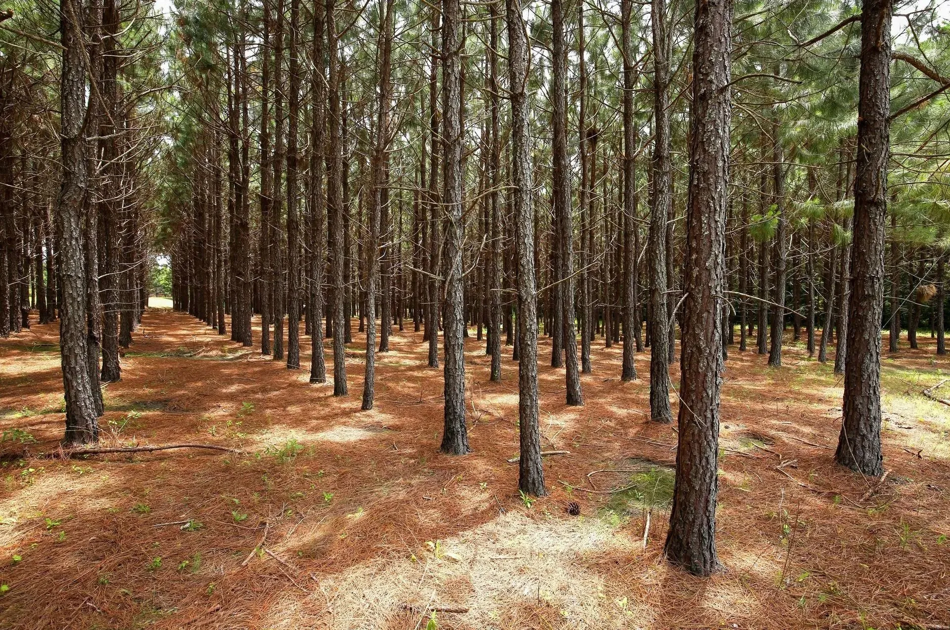 Allied Tree Service Inc Image