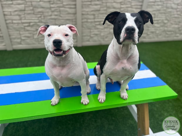 Images Karnik On Black - Dog Daycare, Boarding & Grooming