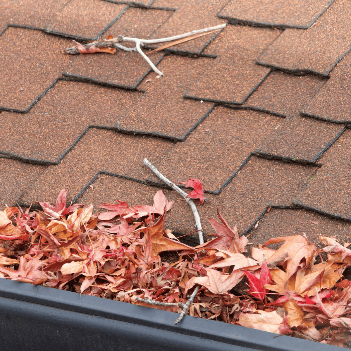 Antonio TX gutter cleaning near me Alamo Heights
