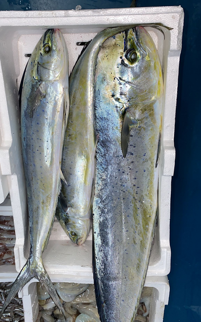 Images Pescheria Tirrena