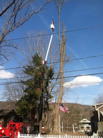Images White Hills Tree Removal LLC