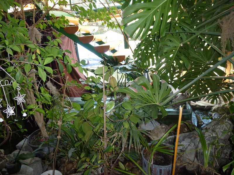 Dr. Roswitha Dehu, Günser Straße 70 in Wiener Neustadt