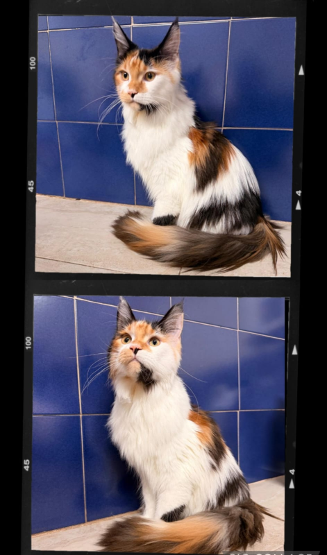 Images Come D'Incanto Toelettatrici e Beauty