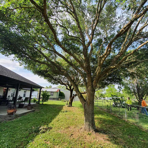 Angel Martinez Tree Services Tree Service Houston, TX 77039