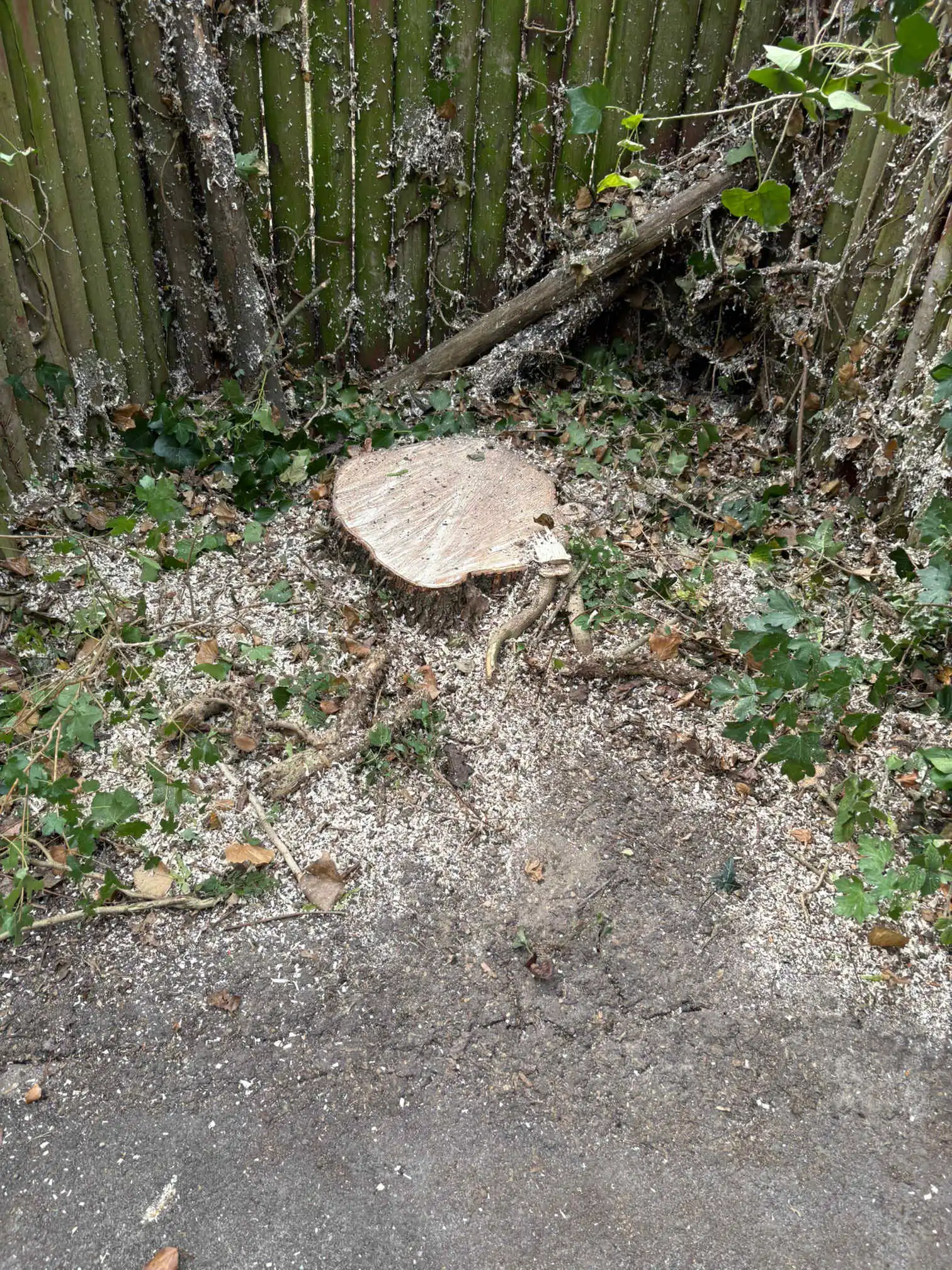 Images Arborist Tree Surgeons