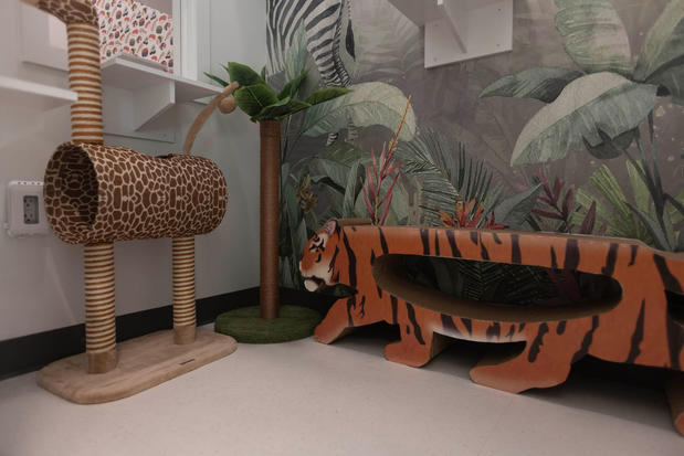 Images Cozy Cat Suites