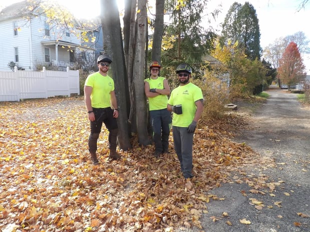 Images TreeSpire