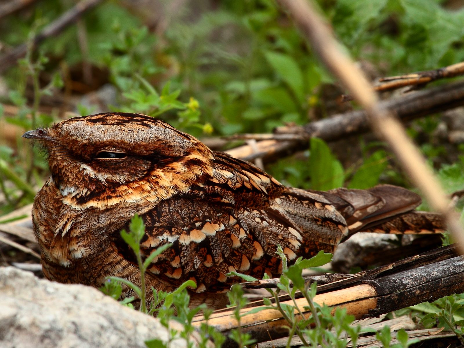 All American Wildlife