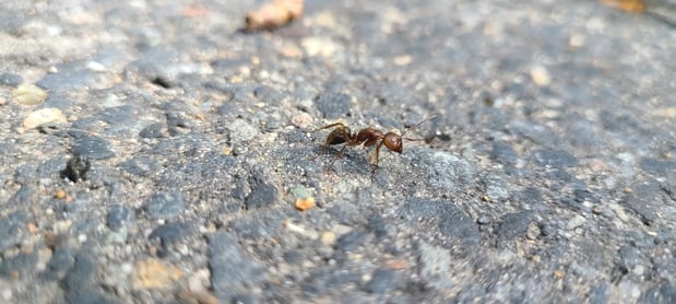 Images Green Planet Pest Control, Inc