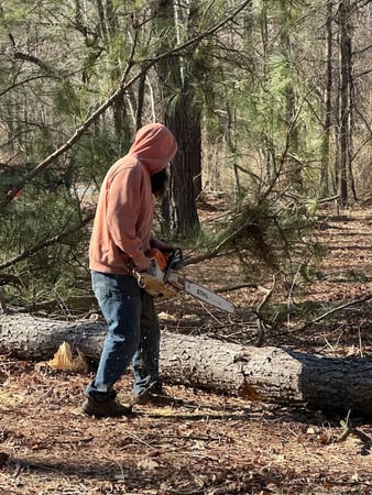 Images Ricks Tree Removal