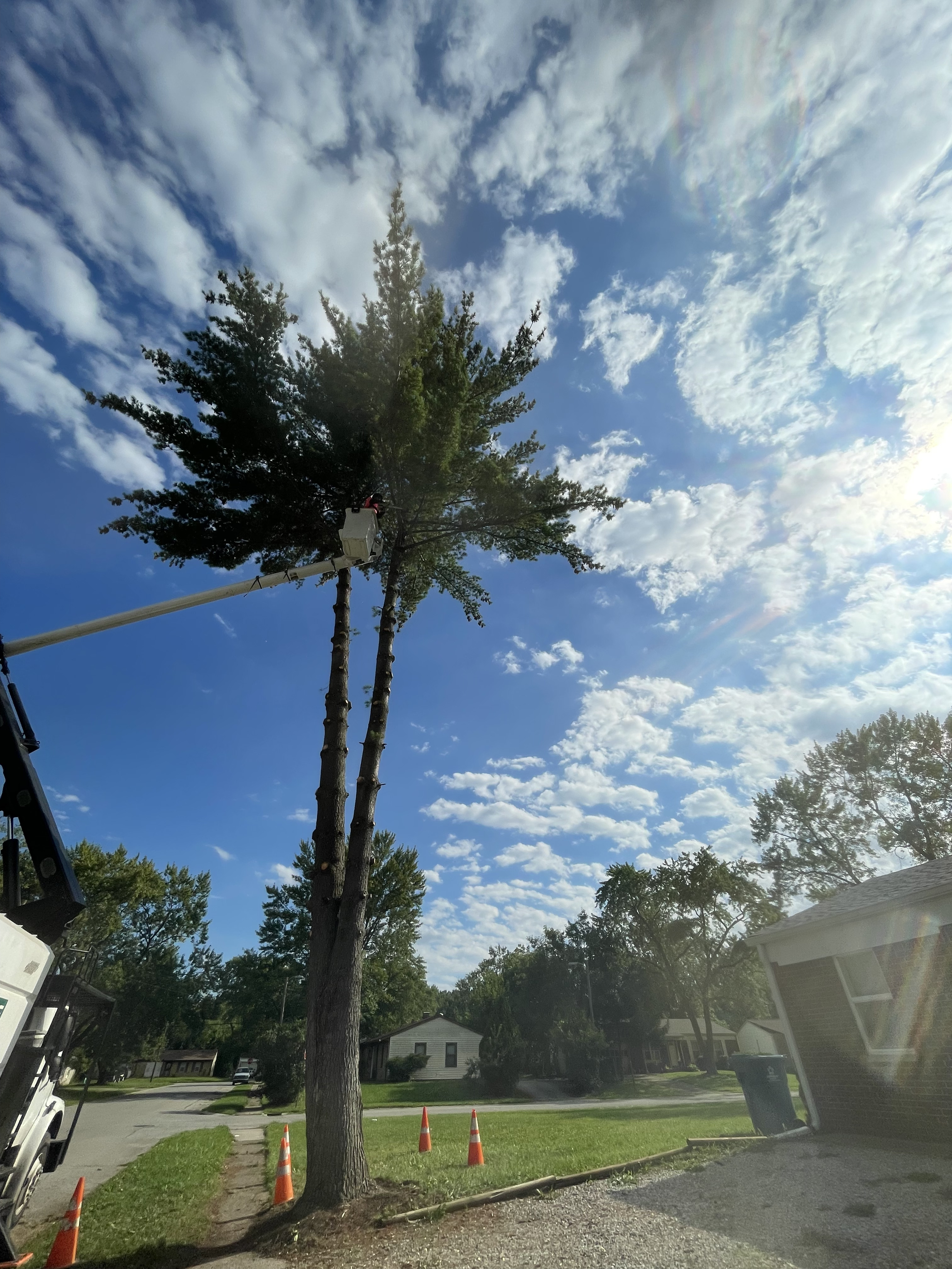 A Tree's Worth Tree Care LLC Image