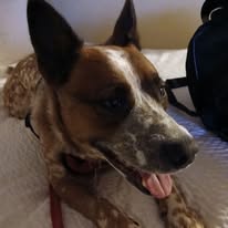 Images Paragon Pups LLC