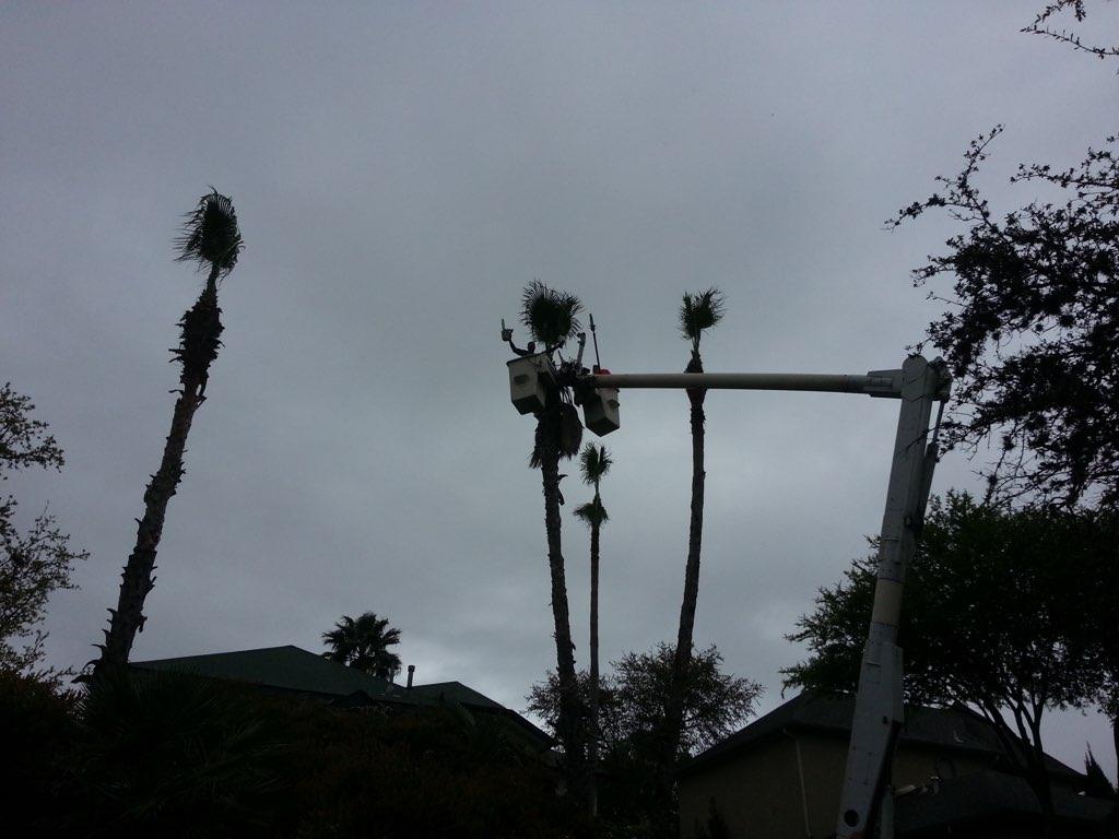 SA Total Tree Service Photo