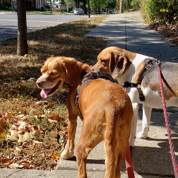 Images Danny's Pet Care LLC