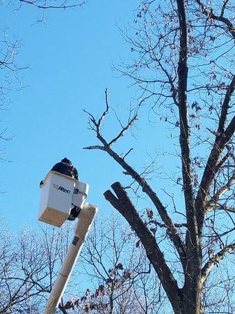 Images Keil Tree Experts Inc