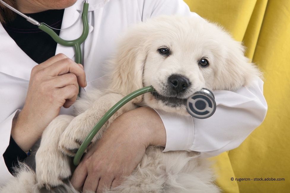 Bilder Tierarztpraxis Dr. Schmidt