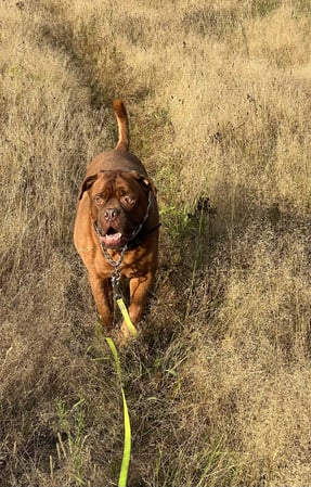 Images ABC's of Dog Training