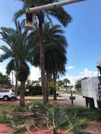Images Affordable Tree Service Inc. - Tree Service Miami