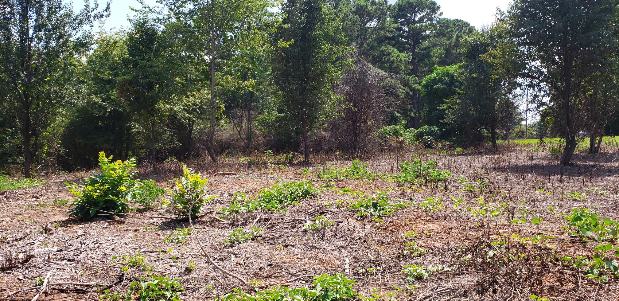 Songbird Landcare Inc. - Lawn & Garden Services Stockbridge Georgia