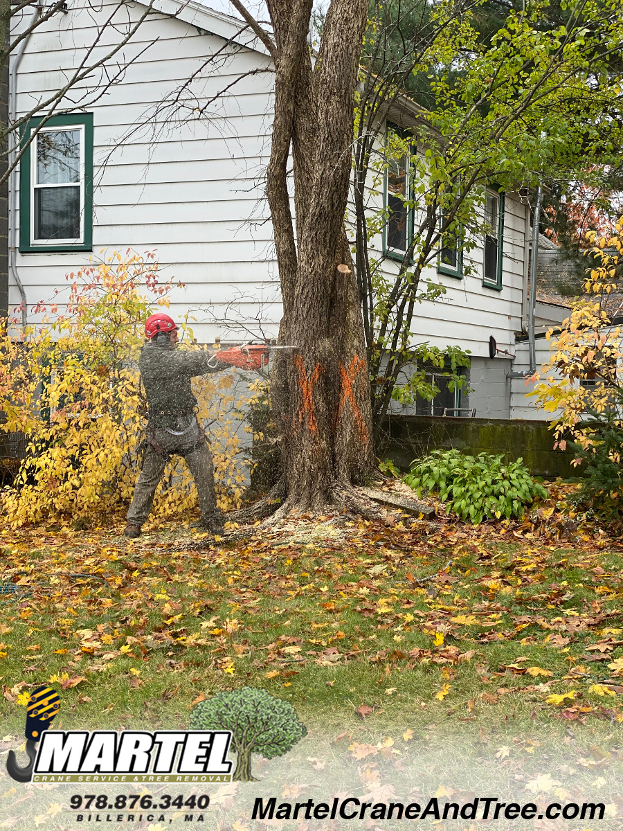 Martel Crane Service & Tree Removal Photo