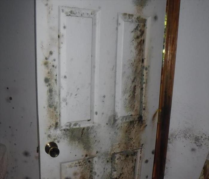 Mold Growth in a Vacant House in Mendham SERVPRO of Southwest Morris County Randolph (973)895-5000