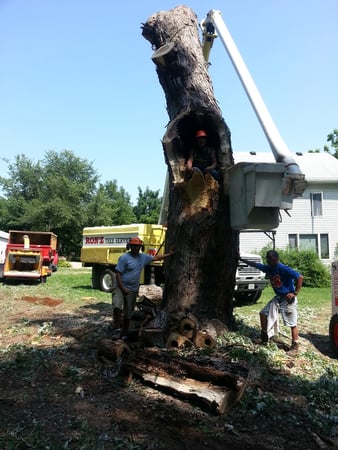 Images Ron'z Tree Service LLC