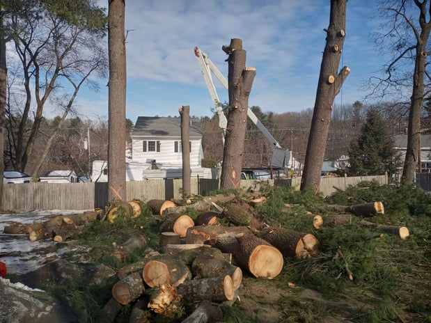 Images Wilson Tree & Landscaping Service