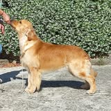 Images Golden Beauty for Dogs