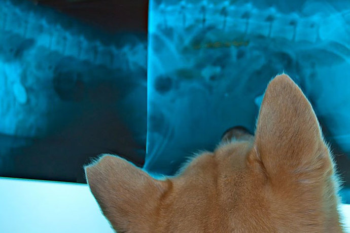 Images Selbu Smådyrklinikk avd Stjørdal