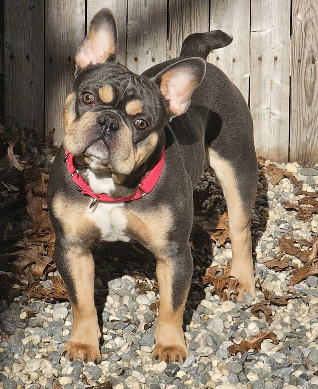 Images ABC's of Dog Training