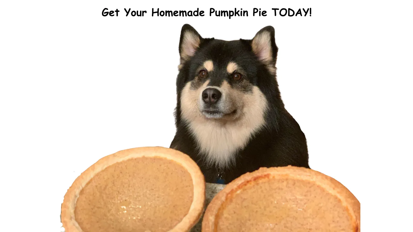 Image of Local Pet Event Homemade Doggy Pumpkin Pies Nearby