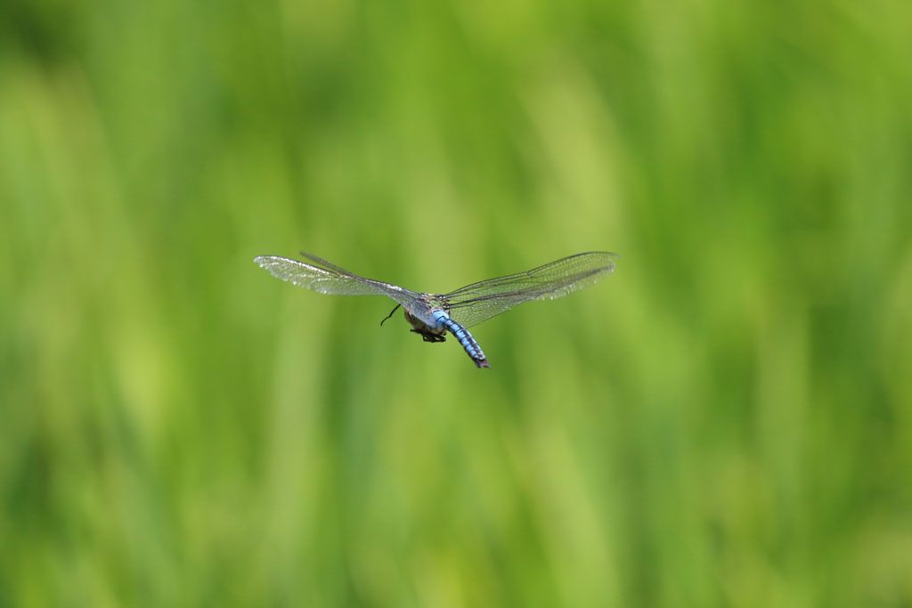 Gartenbau Steinmann, Büelweg 1 in Rüfenach AG