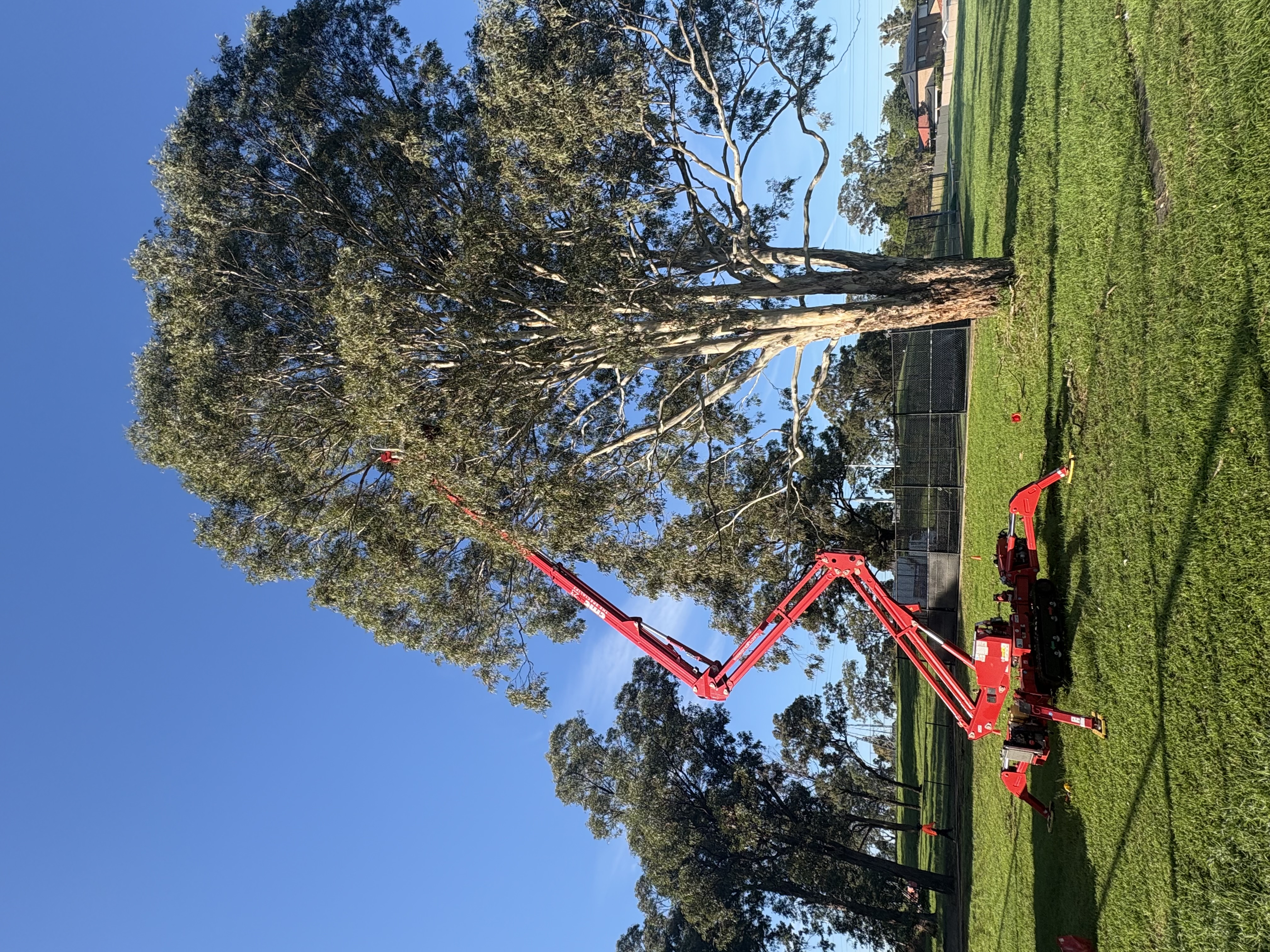 Images Above All Tree Services