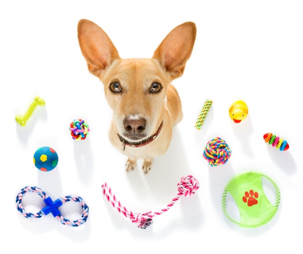 Images Great Outdogs