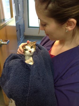 Images Crosspointe Animal Hospital