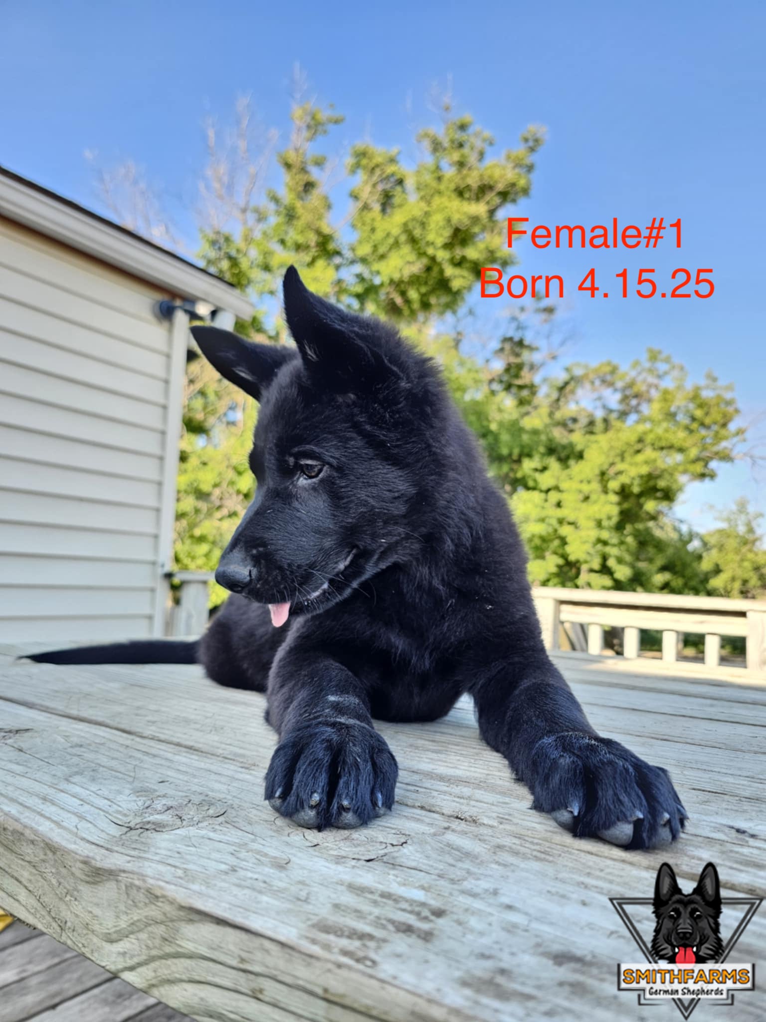 SmithFarms German Shepherds Image