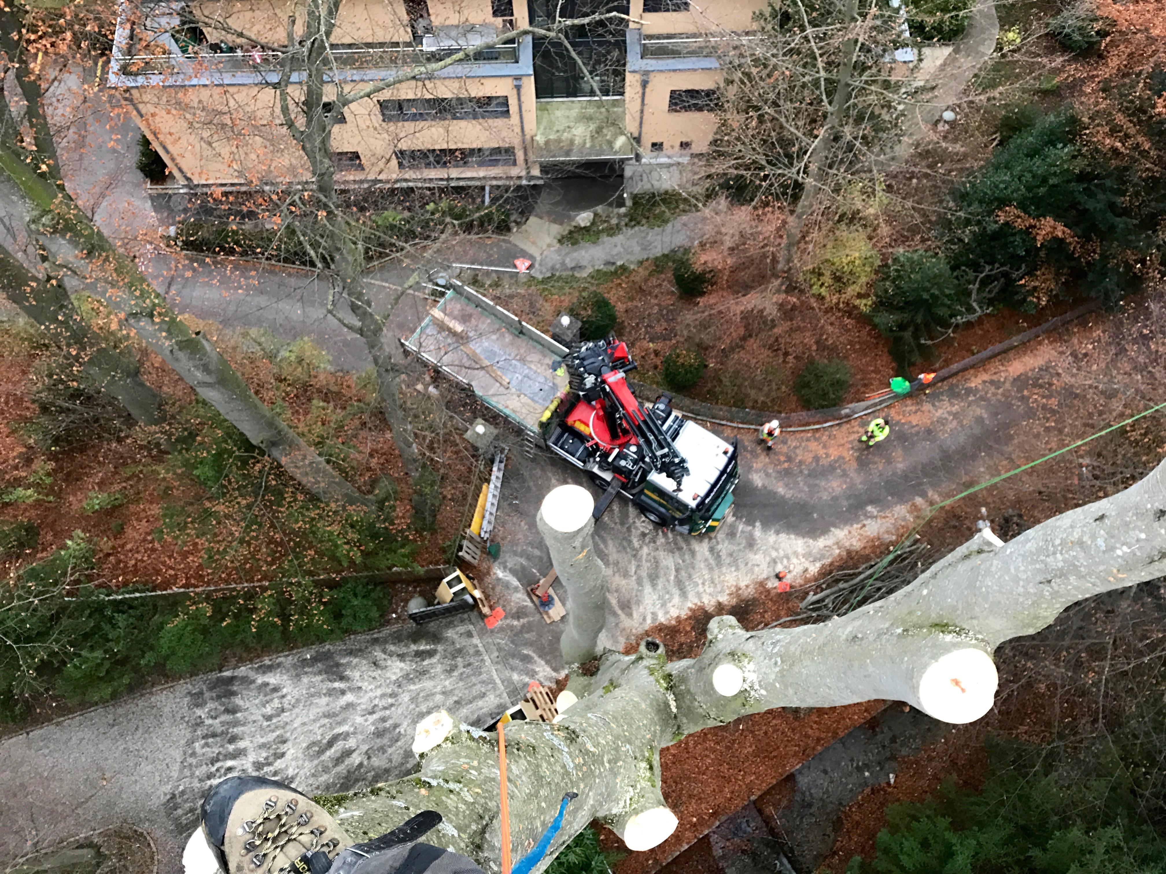 Baummensch GmbH, Seestrasse 20 in Thun