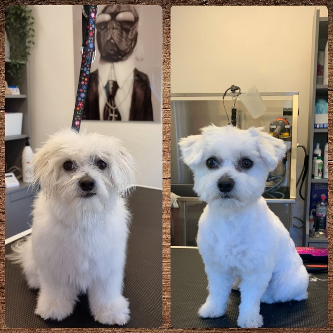 Mellys Hundesalon, Böwerweg 14 in Wittbek