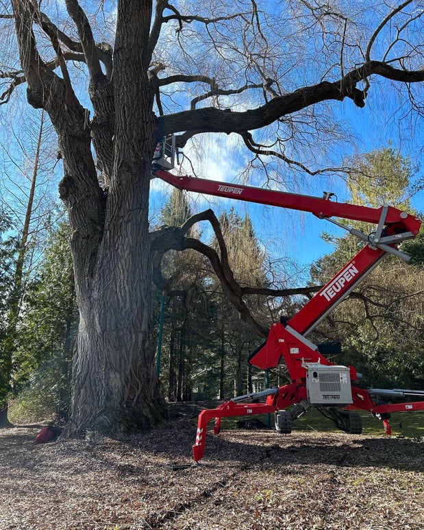 Images Deering Tree Service