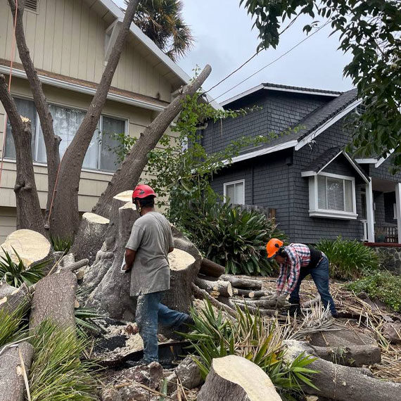 Ubaldino Tree Service LLC - tree removal