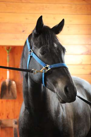 Images Advanced Equine of the Hudson Valley