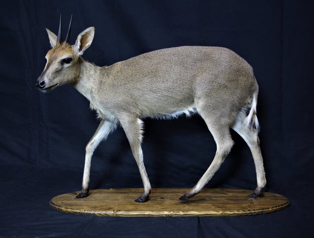 Images Safari Life Taxidermy