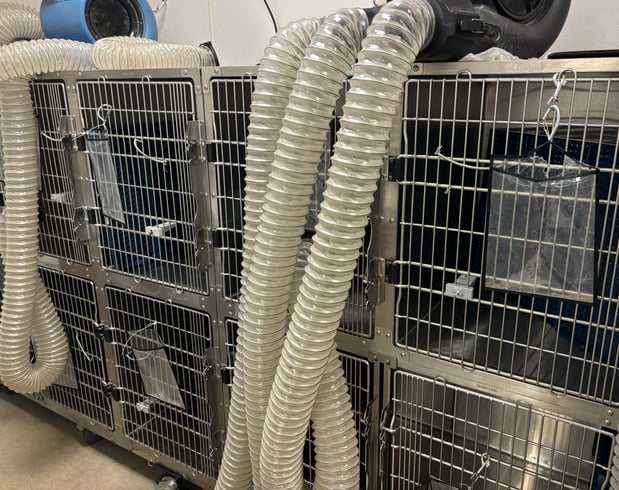Images Petco Grooming